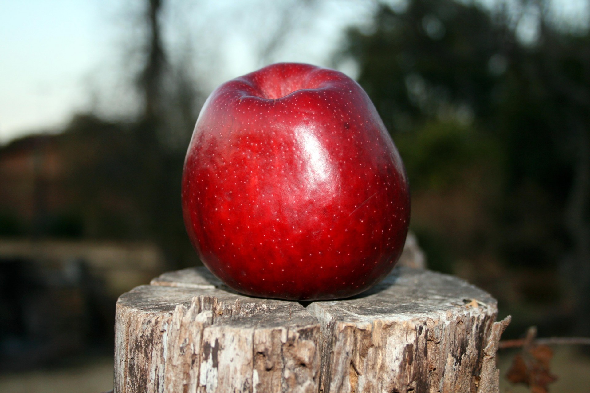 Сон есть красное яблоко. Яблоня ред Делишес. Яблоки красные. Красивое красное яблоко. Насыщенно красные яблоки.